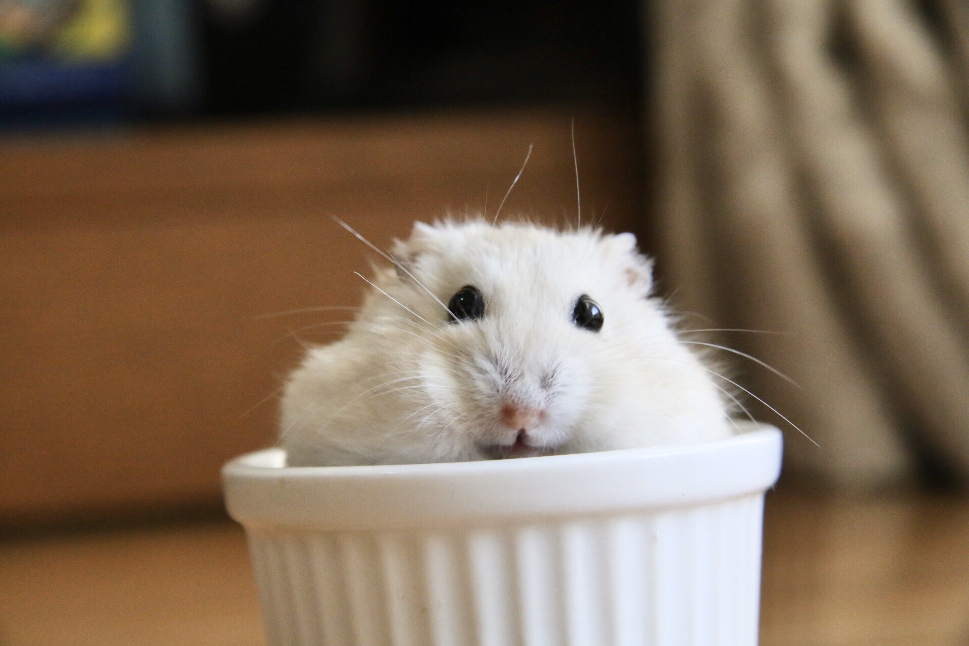 平 ハムスター Twitterren シンプルに可愛い ハムスター T Co Vpnwo8rinl Twitter