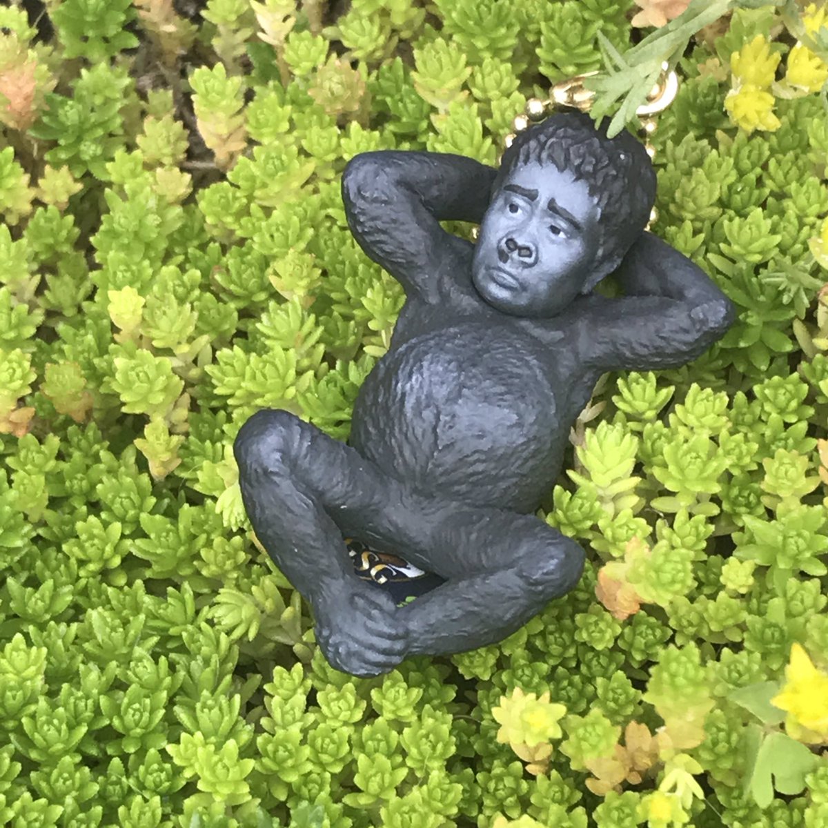 Shinsei Twitterissa 草原でくつろぐ子ゴリラ