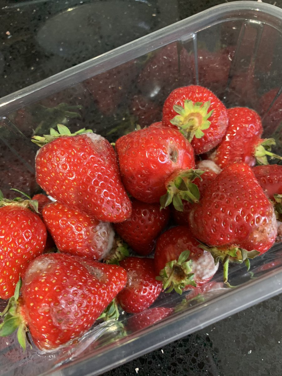 kate_storey's tweet photo. @coopuk bought these Monday (25/05) at your three elms store in Kent, kept in the fridge since purchase, opened to eat yesterday (26/05) and they are all inedible! Not impressed that I’ve had to bin a whole punnet of strawberries- what a waste! #stopfoodwaste #disappointed https://t.co/ox3CGqHxAS