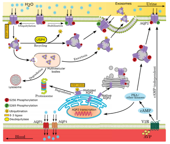 AJPCellPhys's tweet photo. Hans Ussing Lecturership Award Article by Fenton et al.  #publishedinAJPCell. Read this review on #Aquaporin-2 for treatment of water balance disorders.  https://t.co/6Y5ocXituI https://t.co/0dxjDgOCOs