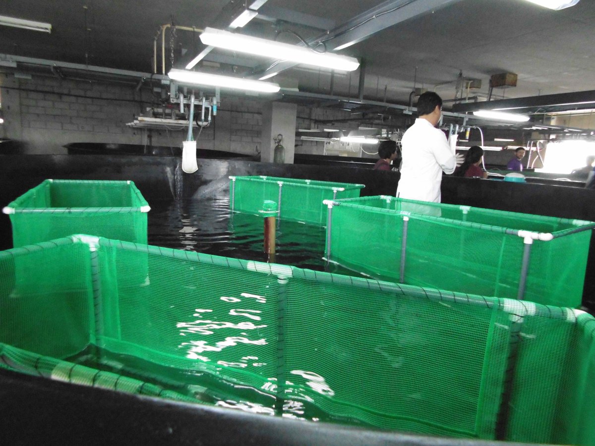 CENAIM_espol's tweet photo. El CENAIM trabaja en la obtención de protocolos de producción de especies de interés comercial, con el objetivo de transferir metodologías de cultivos de peces marinos para el aprovechamiento de recursos hídricos en comunas pesqueras, estanques de tierra y sistemas de maricultura https://t.co/qo1XqgFd3v