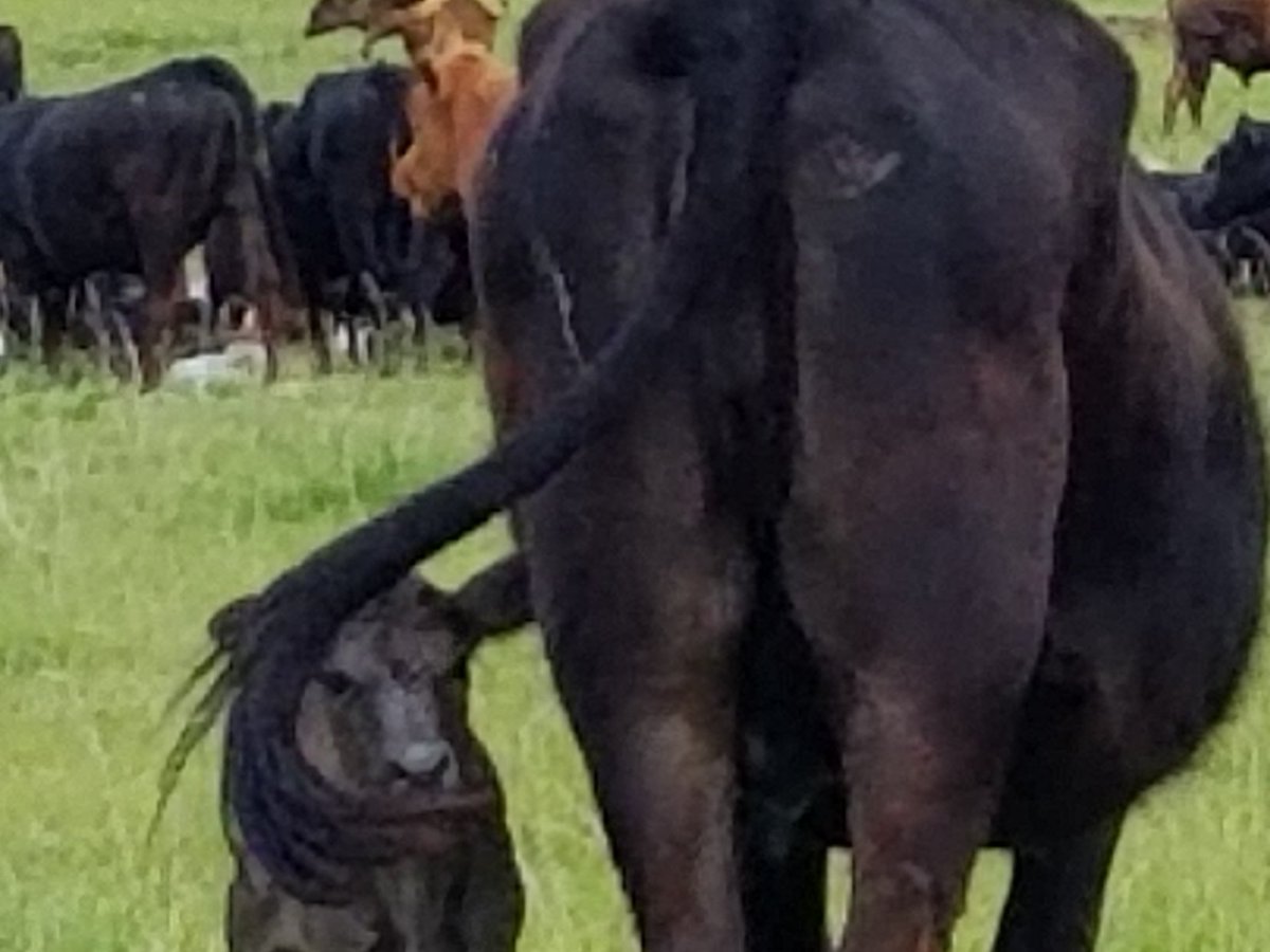 MightyBuckDuckD's tweet photo. Looks like he'll learn, one way or another .... π€«π€ ππ€£
π π€ π
#RanchLife #calves #cattletails https://t.co/vEJrF3GDPh