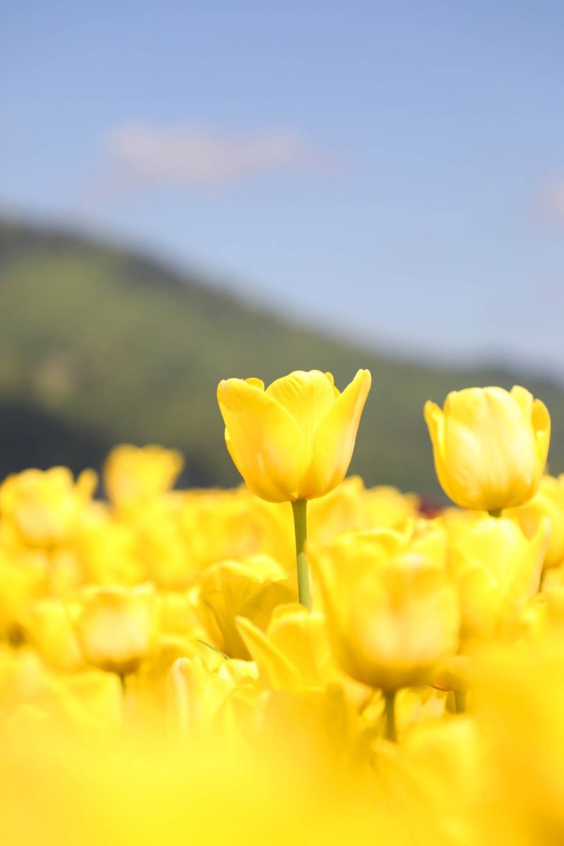 BeautifyApps1's tweet photo. Lovely yellow tulips 😍

https://t.co/EdzPf5zAYJ ◀️ Download them here!

#tulips🌷 #tulipseason #tulipwallpaper #flowerphotography #flowers🌸 #naturelovers #yellowwallpaper #yellowtulip #flowerphoto #flowerlovers #beautofulflowers #bestwallpaper #bestbackground #amazingwallpapers https://t.co/hBHpjNpDFF