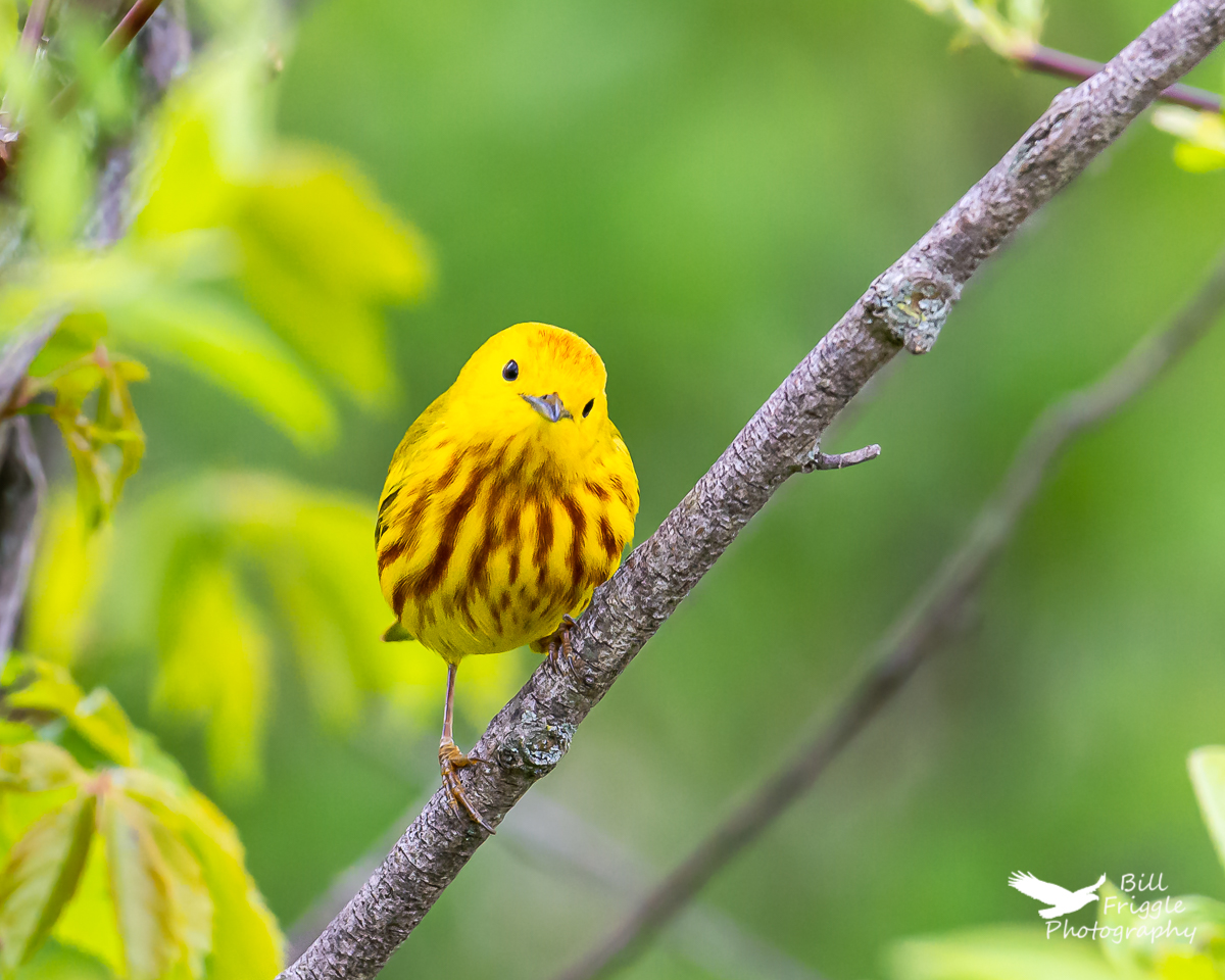 BFriggs's tweet photo. A yellow warbler at Middle Creek WMA, Kleinfeltersville, PA.
#birdphotographycommunity #birdphotography #naturephotography #wildlifephotography

@chirpbirding

@birdsbountiful

@todaysbird

@WildlifeofDay https://t.co/94RlArdDNw