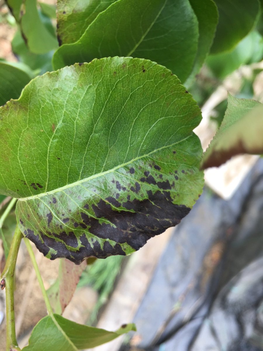 davidwalsh57's tweet photo. Does anyone know what’s affecting these pear tree leaves and what I should do to eradicate the problem? https://t.co/O8gQcW1qJM