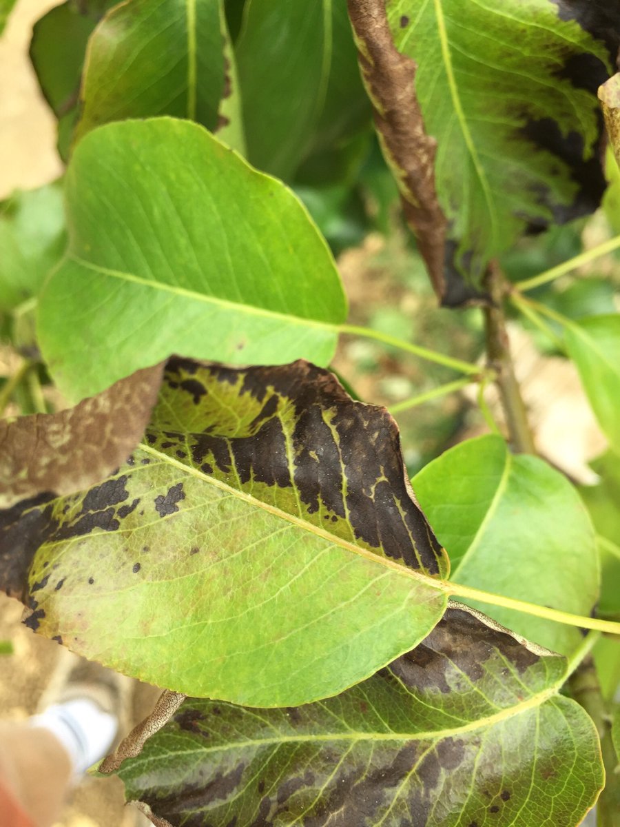 davidwalsh57's tweet photo. Does anyone know what’s affecting these pear tree leaves and what I should do to eradicate the problem? https://t.co/O8gQcW1qJM