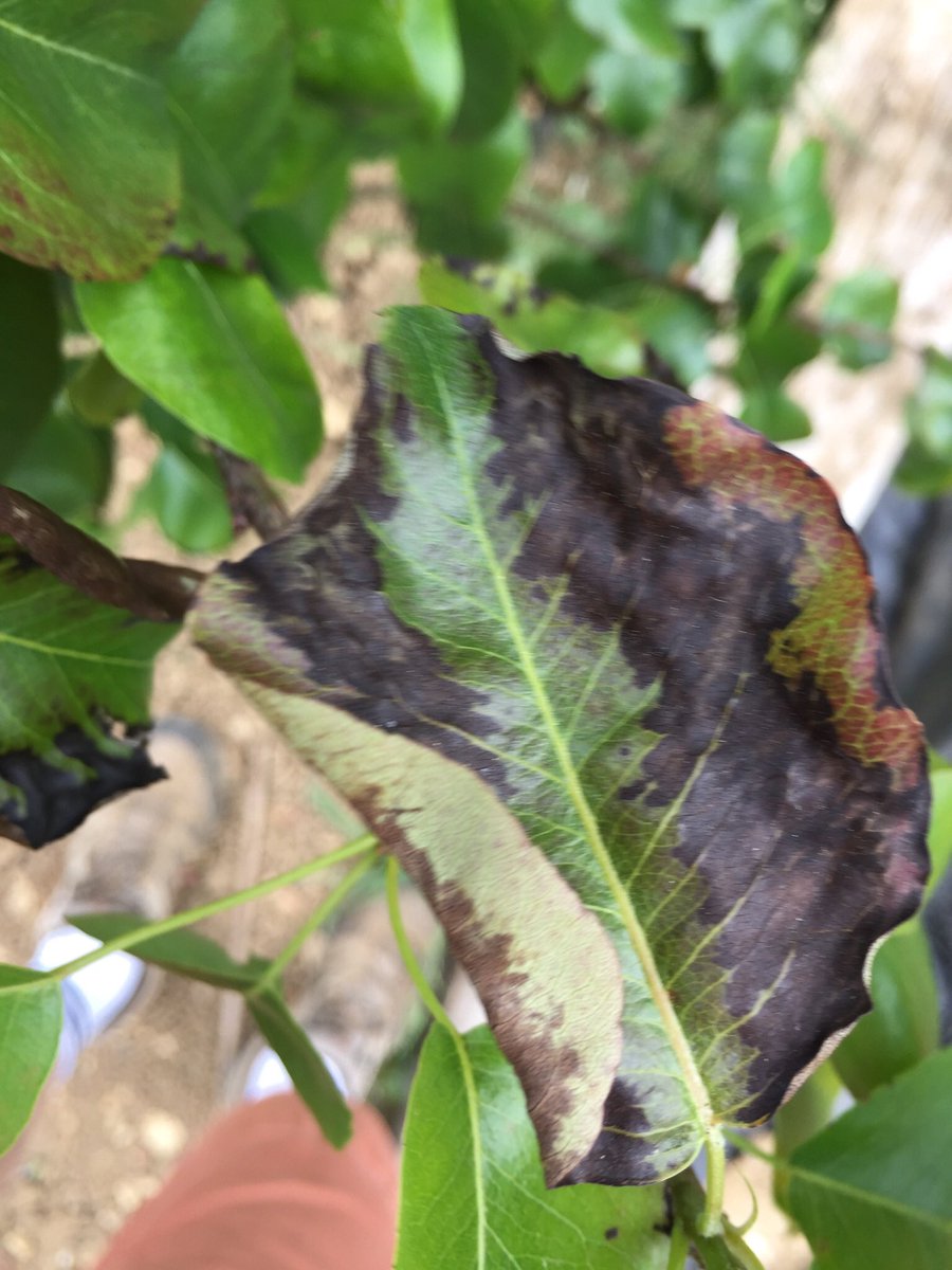 davidwalsh57's tweet photo. Does anyone know what’s affecting these pear tree leaves and what I should do to eradicate the problem? https://t.co/O8gQcW1qJM