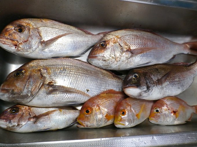 タチモドキのtwitterイラスト検索結果