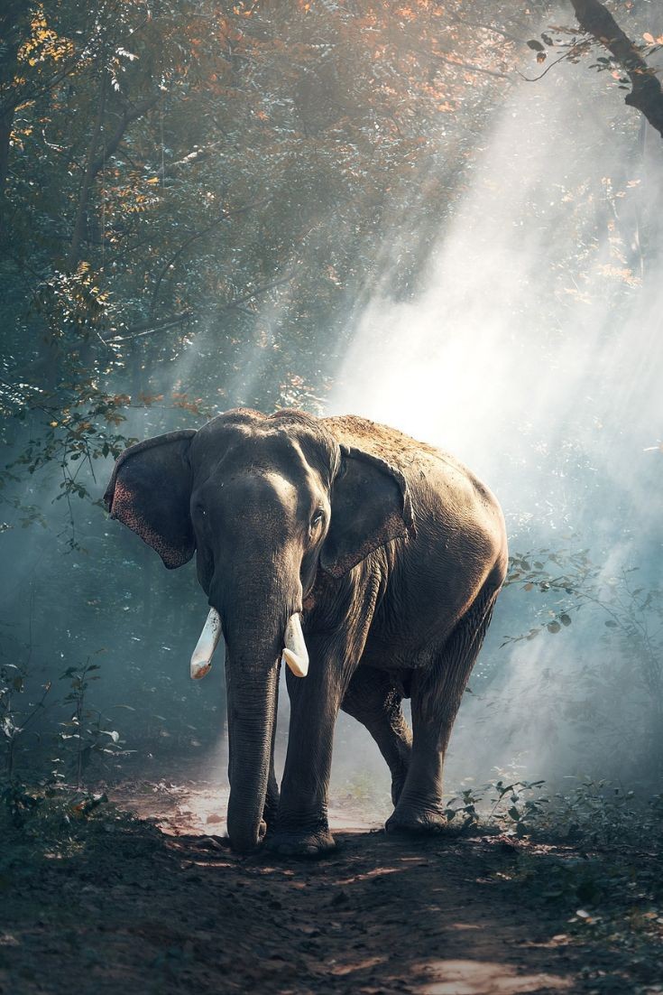 TheKnowledgeKi1's tweet image. theknowledgekingdom.com/2020/05/why-to…
A blog on Dehing Patkai. All we need to know from 0 to 100. Check out the blog and join the movement for saving Dehing Patkai and wildlife.
#SaveDehingPataki #Savedehingpatkaielephantreserve #Savewildlife #Savetheearth #Savetheenvironment