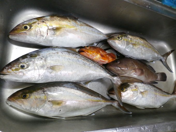 タチモドキのtwitterイラスト検索結果