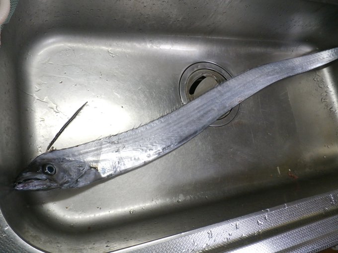 タチモドキのtwitterイラスト検索結果