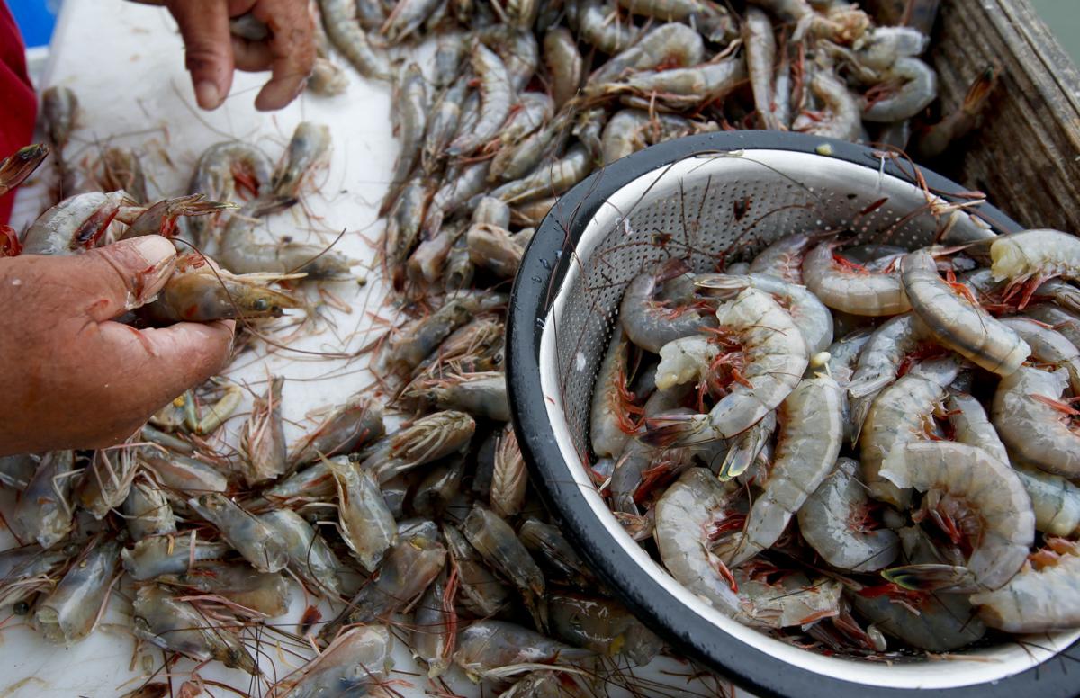 postandcourier's tweet photo. Shrimp season is officially here.  🍤🍤🍤 

Check out more 📸s of Shem Creek shrimpers preparing for opening day:

https://t.co/GaJDCnmBcc https://t.co/kudUvFYL56