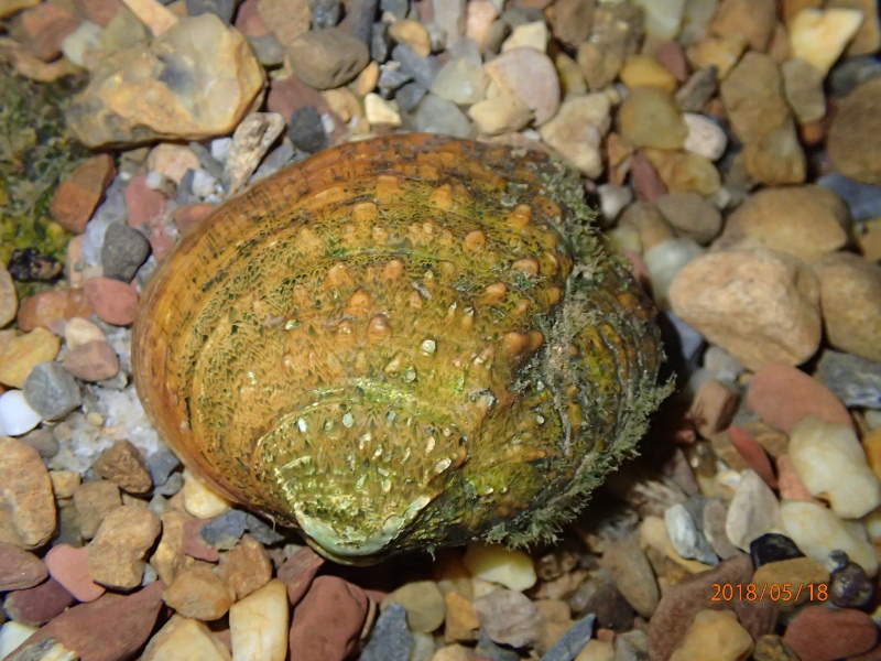 FMCS_Mollusk's tweet image. It's hump day, so check out the cool humps on this federally endangered Cumberland Monkeyface (Theliderma intermedia). This exact specimen was collected in the Powell River, Virginia by @TimLane13 (photo credit) and @VDGIF Aquatic Wildlife Conservation Center