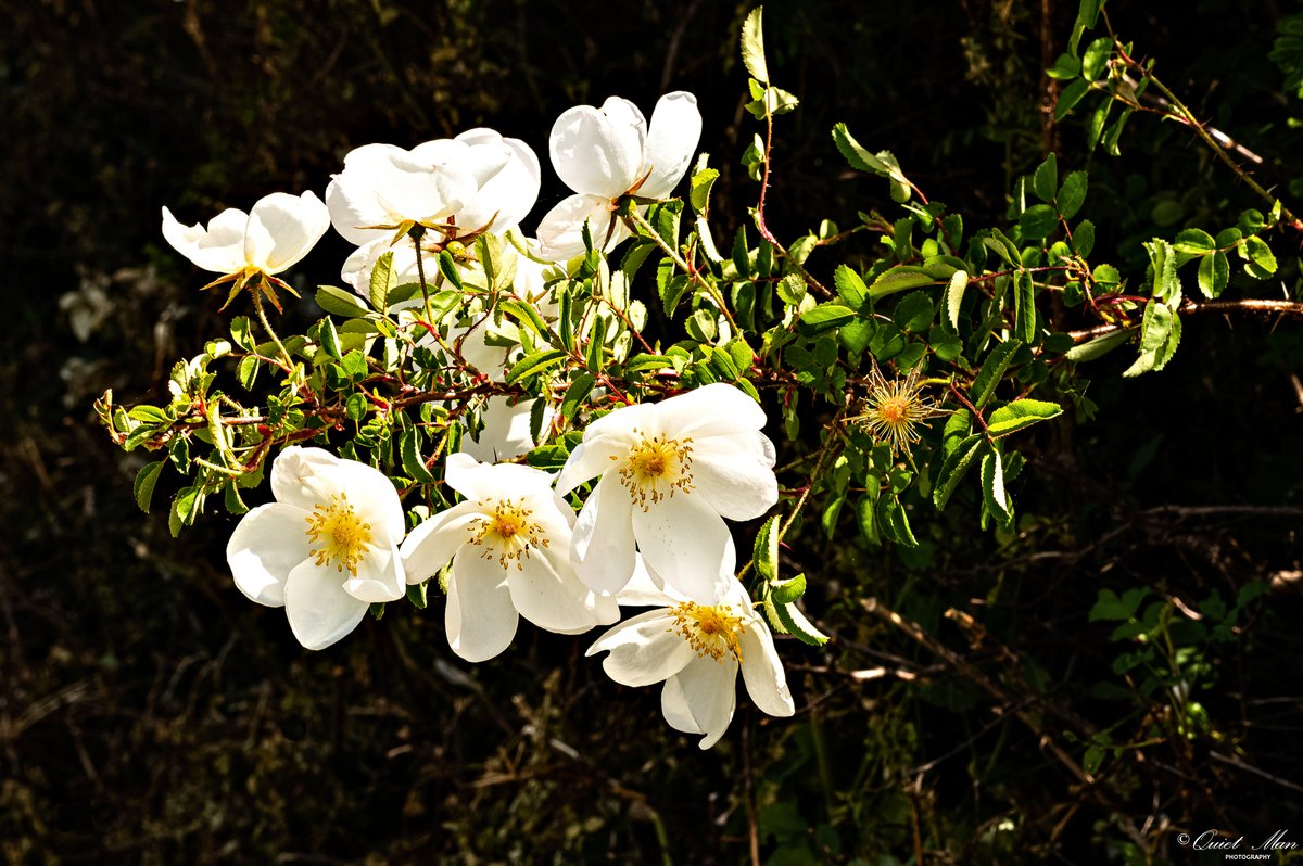 BJRoberts's tweet photo. Just a small sample of Old Colwyn and Tan Lan's beautiful flora, spotted today on our gentle lunchtime stroll. @Ruthwignall @kelseyredmore @ItsYourWales @northwalescom @AllThingsCymru @OurWelshLife @NorthWalesTweet @OnlyNorthWales @nwalestweetsuk #OldColwyn #TanLan #Flora #Wales https://t.co/fnuJt22L1i