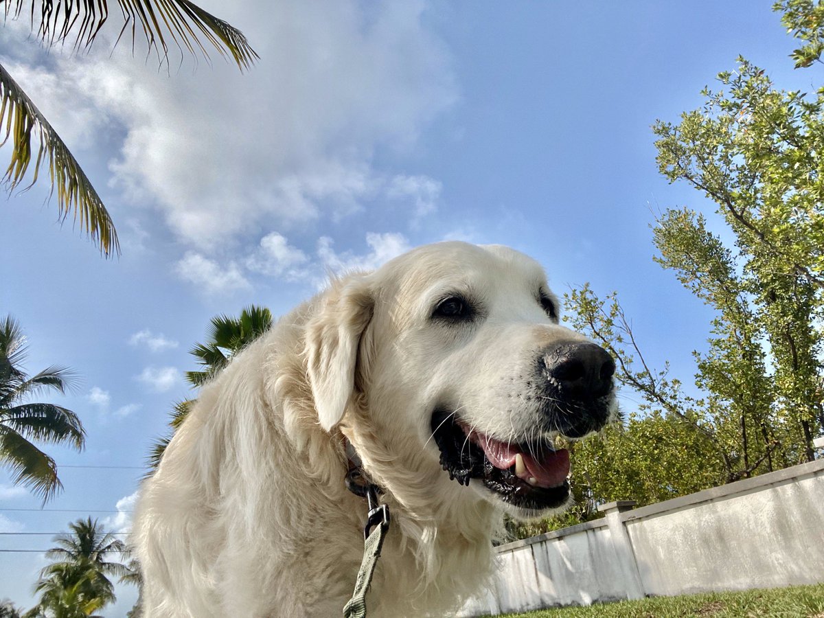 Chief Brody Chiefbrodydog Twitter