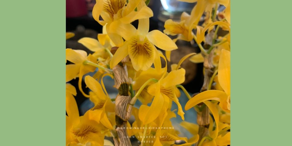 This #NOID #dendrobium is in rescue and recovery mode but the blooms were irresistible. Possibly Den Stardust? We have a keiki so there’s hope! #orchidcommunitychatter #growingorchidsathome #GOAH #semihydro #inertmedia #orchids #homegrownorchids #orchidsoftwitter