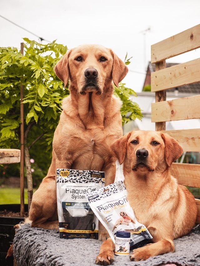 swedencareuk's tweet photo. Happy Wednesday! Which is your mid week treat of choice? Dental Bites or Bones?🦷✨ @fergusthelab_
#PlaqueOff #PlaqueOffPowder #PlaqueOffDentalBites #PlaqueOffDentalBones #Plaque #Tartar #BadBreath #Labrador https://t.co/6CFz8dA5dI