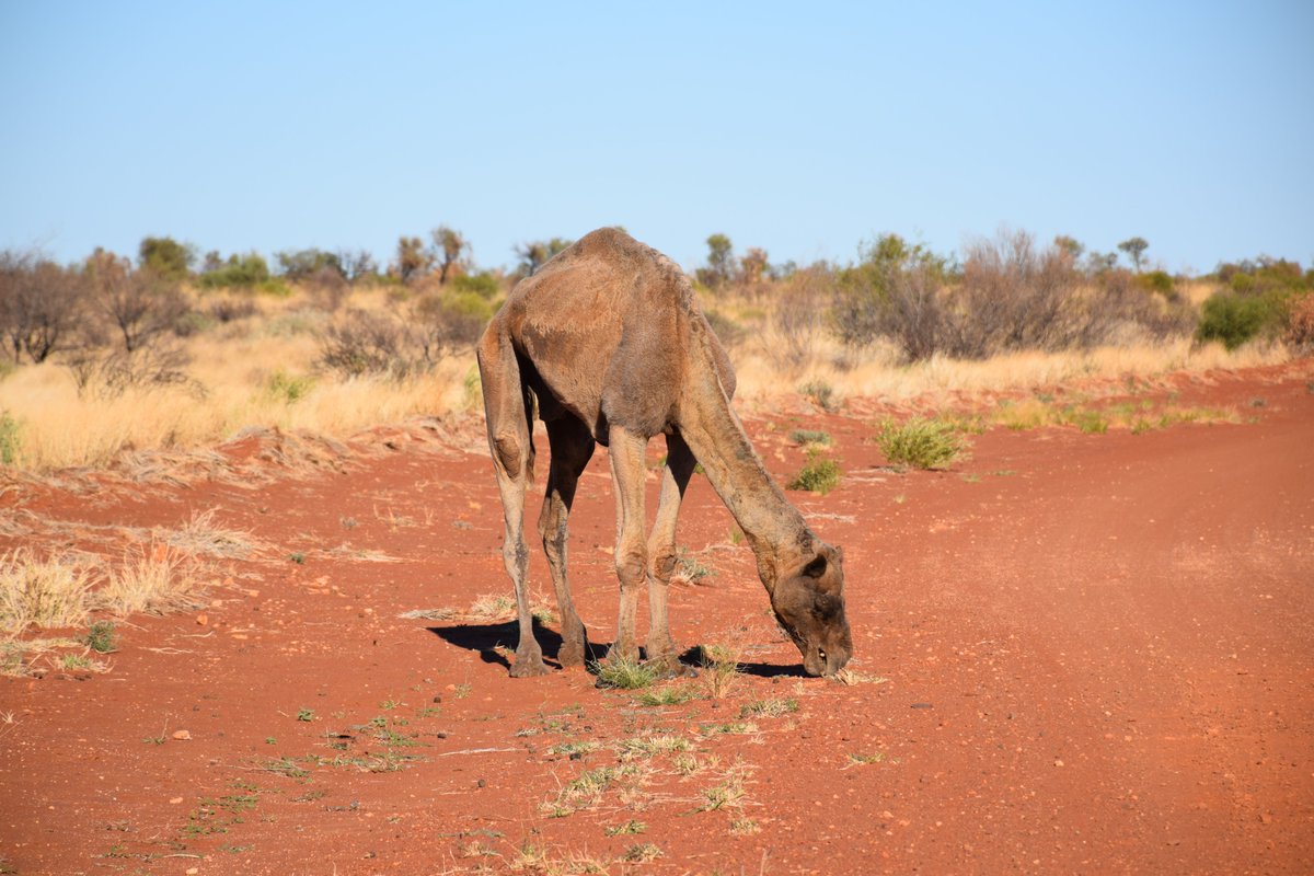 drivenfar_com's tweet photo. Canning Stock Route wildlife. 
You are not alone. Never. https://t.co/KAqk7n9oqw