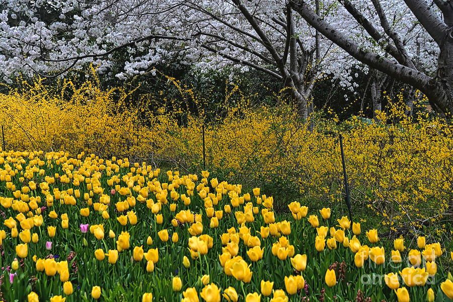 Joy Of Spring #Tulips #cherryblossoms #Forsythia #Floral #Spring #Dallas #Texas #DianaMarySharpton #FineArtAmerica #fineartphotography buff.ly/2KUiimq