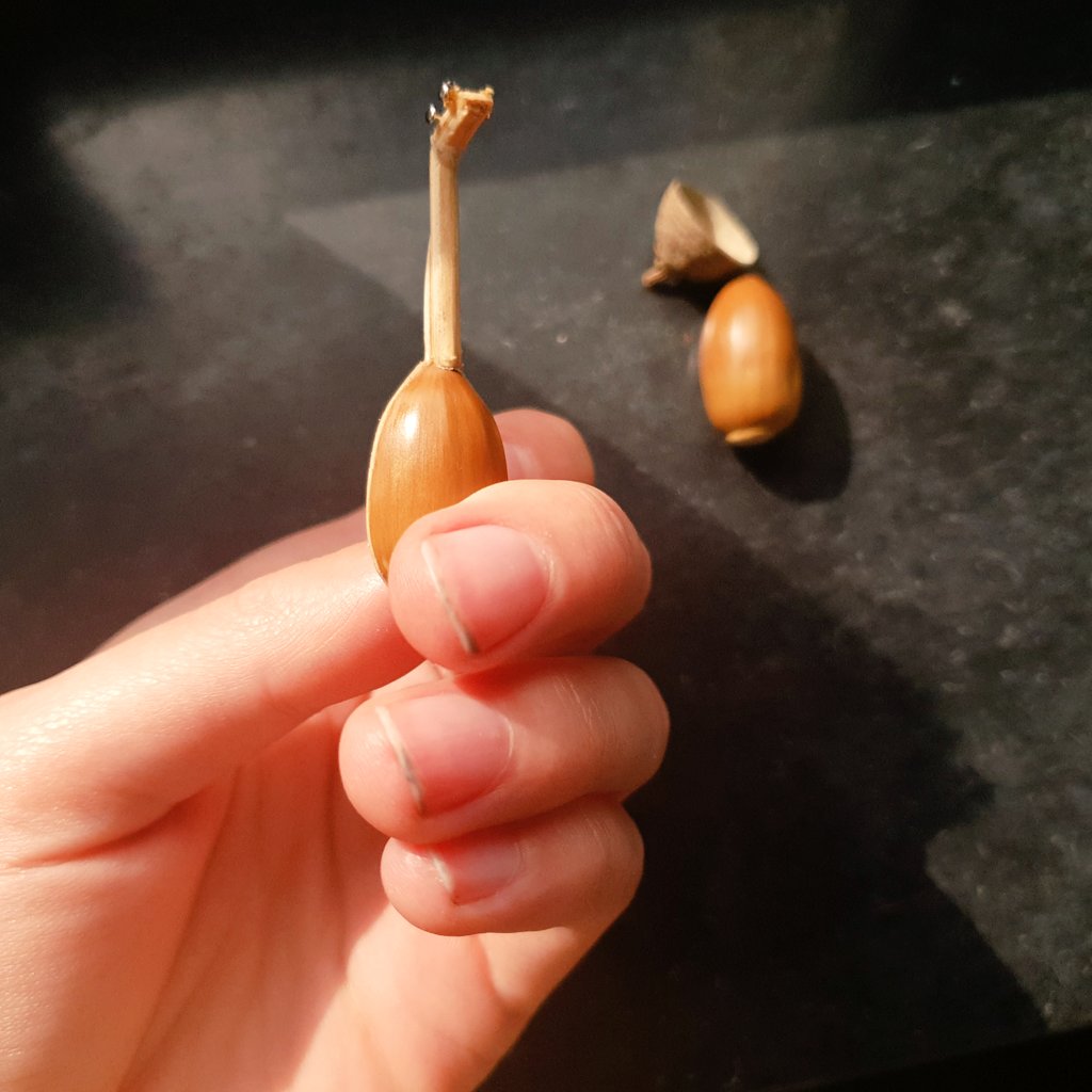 had a bad day so made a lute out of an acorn