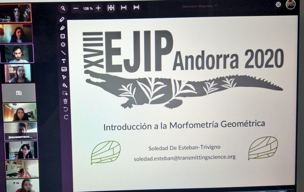 TransmitScience's tweet photo. @XVIIIEJIP2020 Y empieza el primer Workshop virtual de Transmitting Science, sobre #MorfometriaGeometrica para el @XVIIIEJIP2020 https://t.co/XkuRFaxlQG