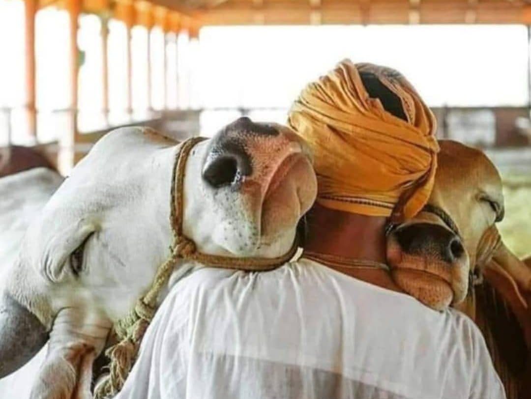 Some people make fun that we call cow our mother. They do not understand the sentiment behind the words. In India when we understand the importance and value of something and earn benefit from it we develop and emotional bond. We love it, value it and protect it.