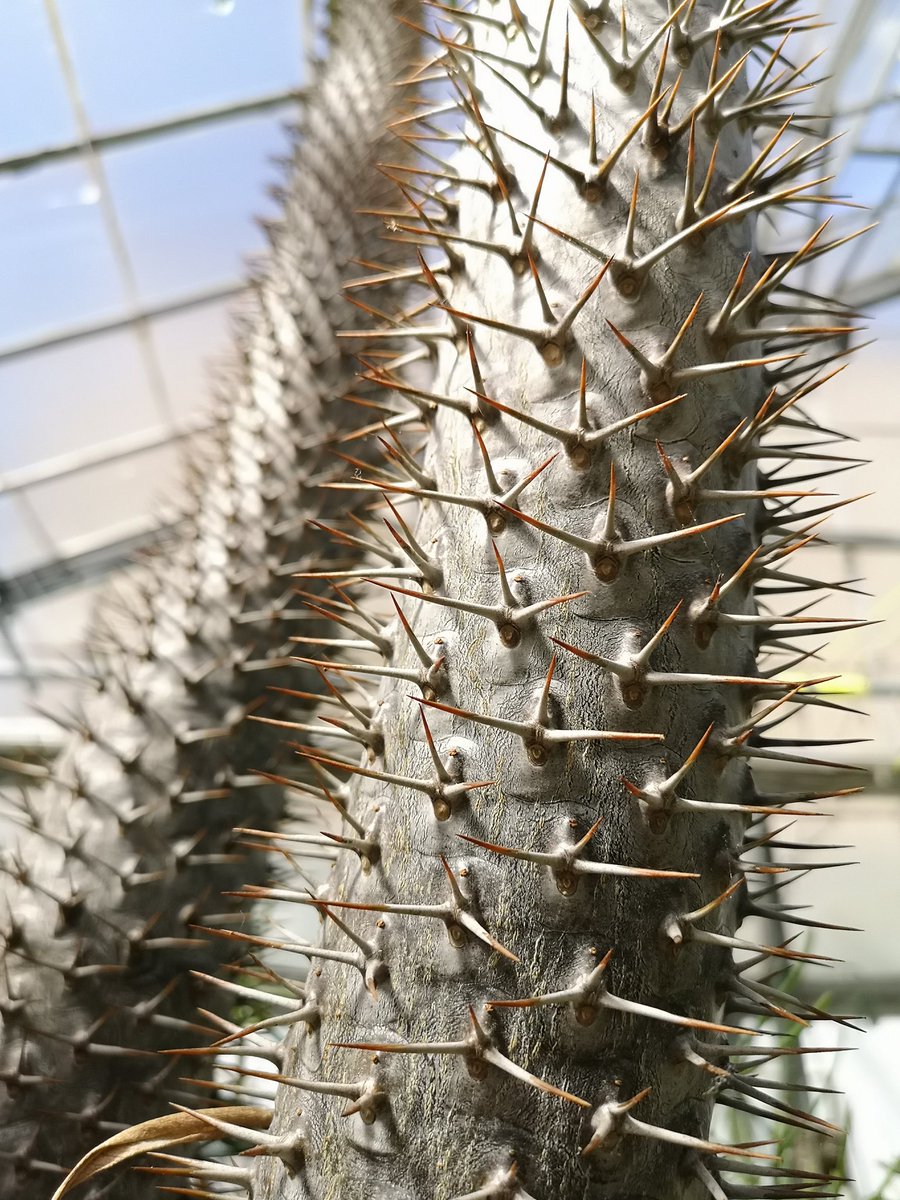 This Pachypodium is flowering for the first time in our arid backup house. It's definitely enjoying all this sun! 

#rbgehort #aridplants #spikyplants #virtualsummer #virtualglasshouse