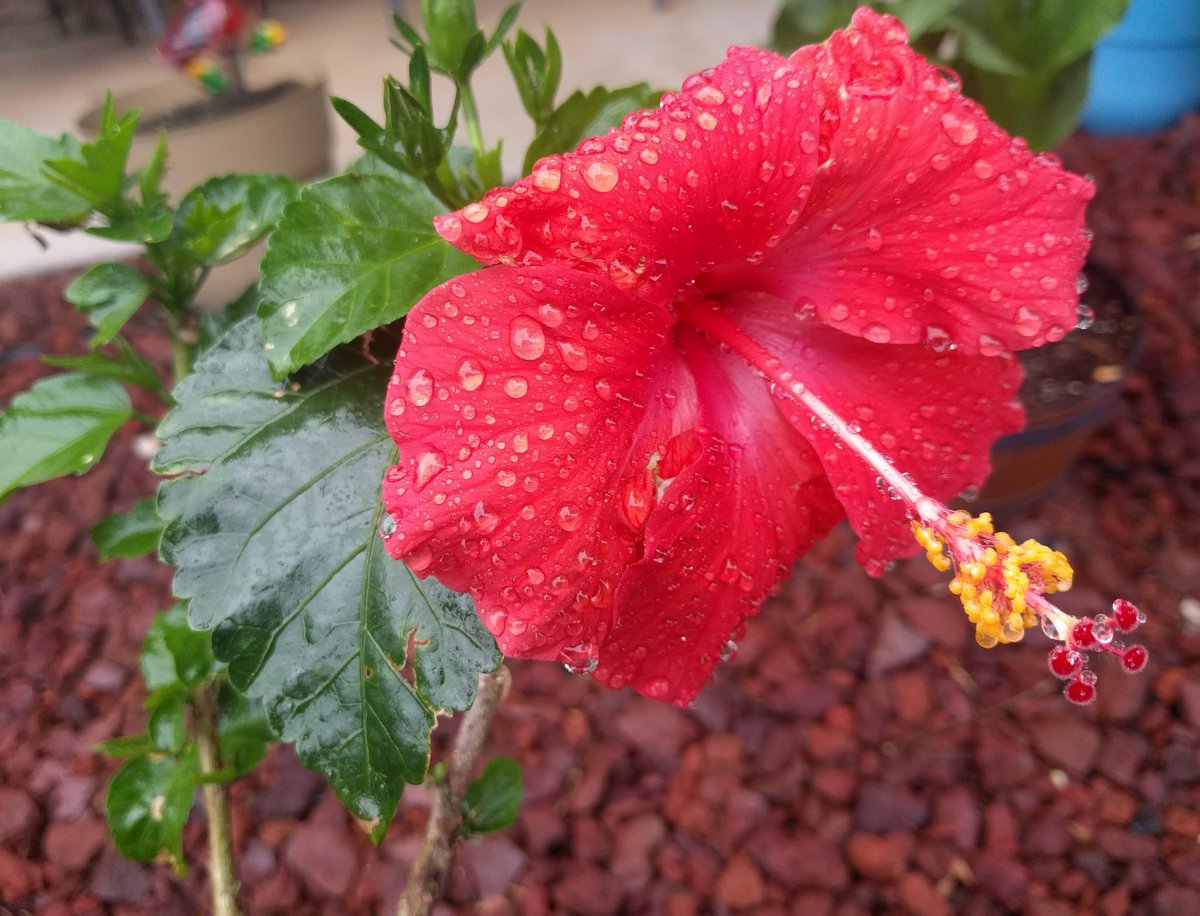 ESL at Yates Mill tweet media