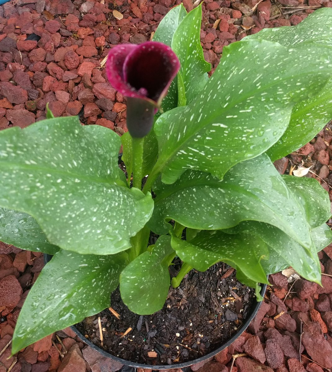 ESL at Yates Mill tweet media