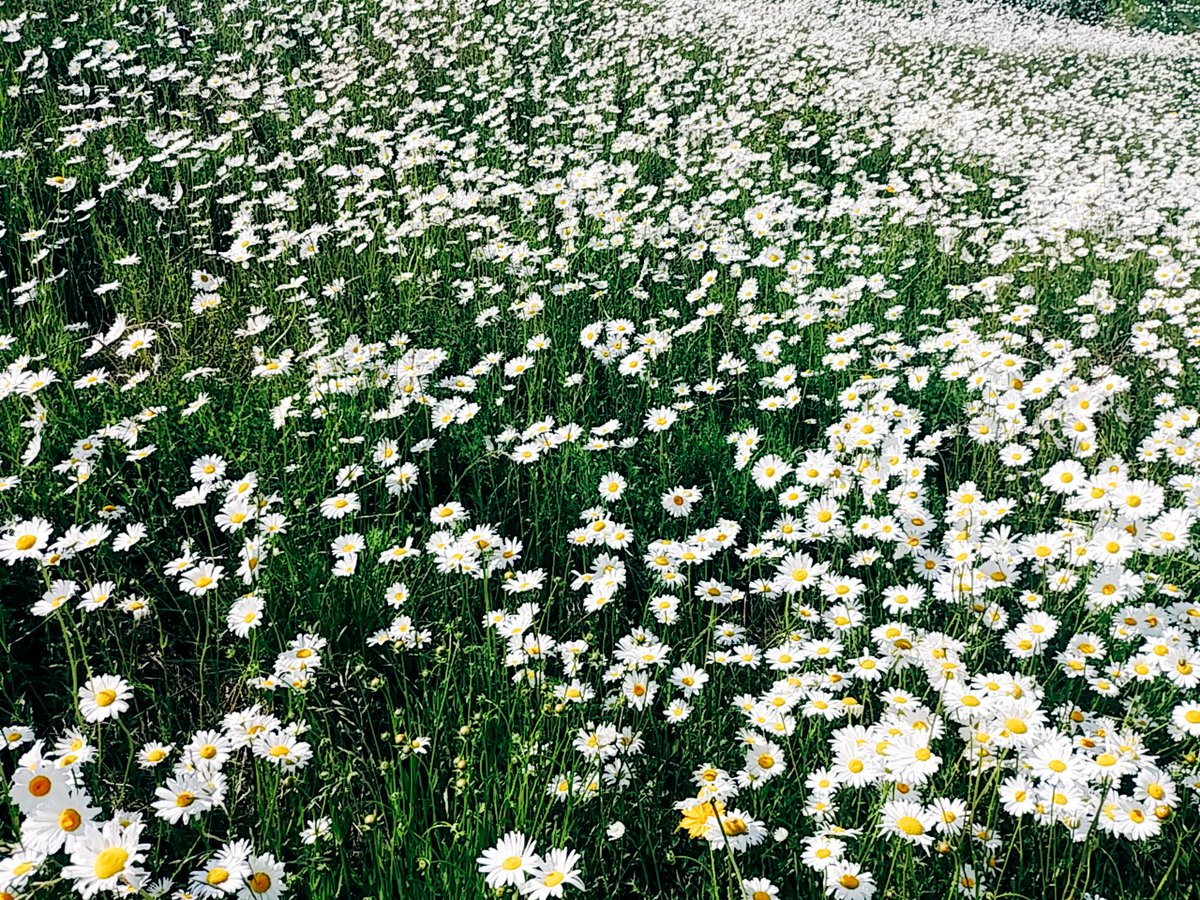 한 소망  

어디서 많이 들어본 말을 빌려
소망한다

저가 나에게 필요한
사람이기보다는

내가 저에게 필요한
사람이게 하소서

이 세상 끝 날까지

기린과 너구리와 뱁새와
생쥐와 함께.

- 나태주
     가장 예쁜 생각을 
          너에게 주고싶다-