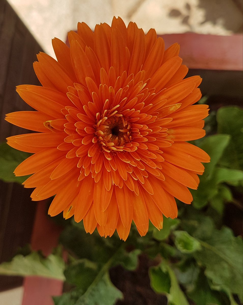 A thread on Nakuul and Gerberas from our garden.  #NakuulMehta