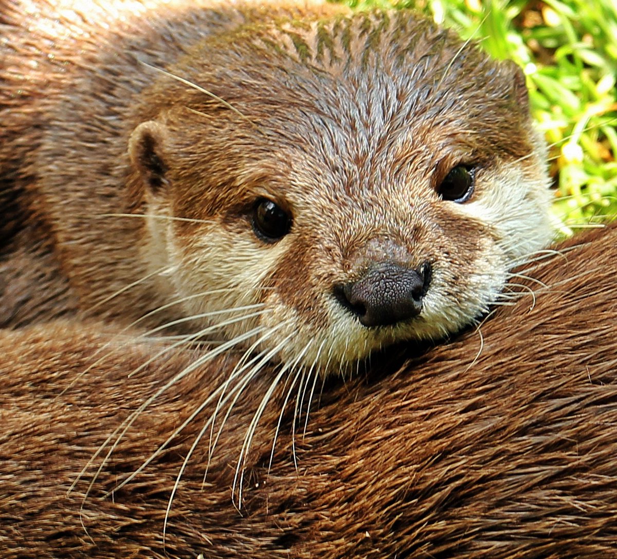 prowildlife's tweet photo. It's #WorldOtterDay 🤩🤩
#NotAPet #NotAMedicine #Furfree @CITES https://t.co/GKB7Si8eqT