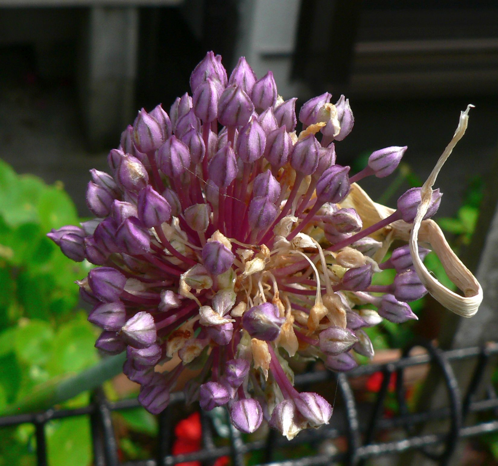 こころんグリーン على تويتر 近所のお宅の庭に ニンニクの花が咲いていました 薄い紫の丸い花が開いていました かなり大きな花です ニンニク 花 薄い紫 丸い花 山野草 野草 初夏の花 初夏 園芸 ガーデニング 熊本市南区 熊本 T Co