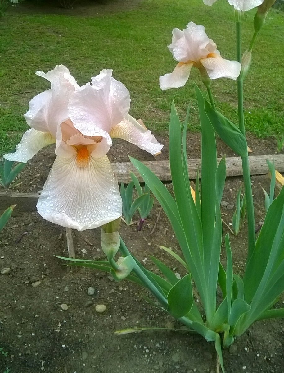 gardendesign_it's tweet photo. Two years ago I bought this pink beauty,  with a wrong name. Could anyone help me to find a correct ID?@TweetAIS #irises #gardening #hybridizer #worldofirises https://t.co/fHwZmUMWJD
