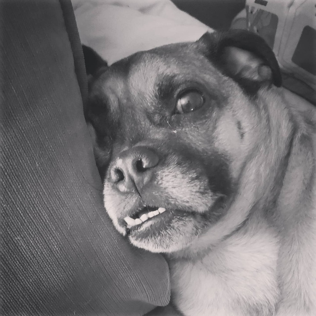 Jugbo's tweet photo. What? I'm trying to sleep here.
#jugsjugsjugs #juglife #jug #pugchat #yearofthedog @BuoyTheDog #dogfriday #cipyd https://t.co/7YU1X0U2I9 https://t.co/5I6jSPenK5