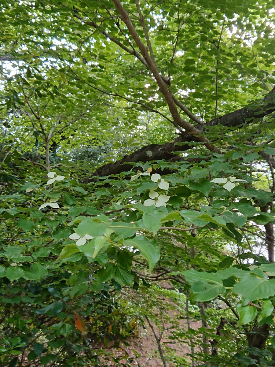 五月雨みえ 通販中 على تويتر 今の時期に白い花が咲いている と思ったらこれはヤマボウシの花 かな 木の 上に上を向いて咲いているから低いところに咲いてるのを撮ってみたです