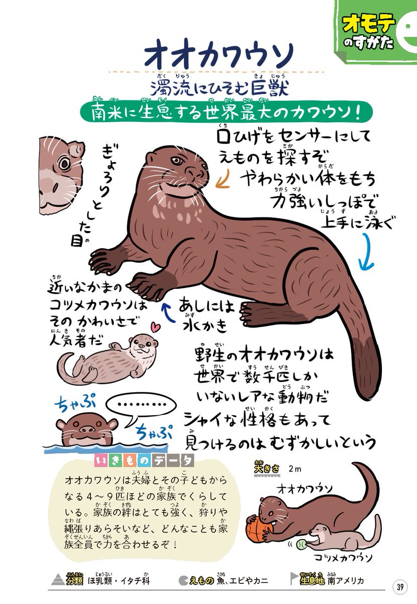 #世界カワウソの日 なのでカワウソ図解セットをどうぞ。
オオカワウソ→『ゆかいないきもの㊙︎図鑑』
ニホンカワウソ→『絶滅どうぶつ図鑑』 