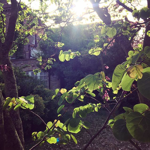 thanettrees's tweet photo. Northdown House viewed through the delicate leaves of an unidentified tree. Do you know what it is?! #northdownhouse #dellgardens #northdownpark #margate #urbantrees #parktree #namethattree https://t.co/SO9NQWFQbz