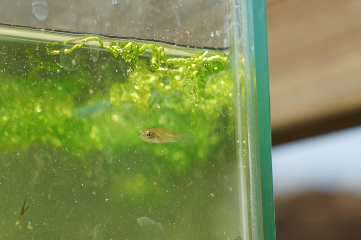 Oceanografic_vl's tweet photo. 🐟 ¡Miles de #samarucs han nacido en el #LagoVivo del @Oceanografic_vl!

Se trata de una especie emblemática valenciana y en peligro de extinción que ha logrado reproducirse gracias a las condiciones naturales de nuestros lagos.

¡Una fabulosa noticia!
https://t.co/5Qyr6QNf0n https://t.co/uunw7ymnxW