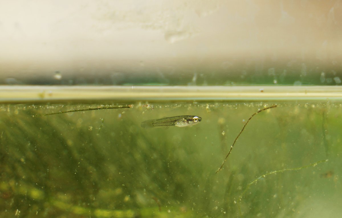 Oceanografic_vl's tweet photo. 🐟 ¡Miles de #samarucs han nacido en el #LagoVivo del @Oceanografic_vl!

Se trata de una especie emblemática valenciana y en peligro de extinción que ha logrado reproducirse gracias a las condiciones naturales de nuestros lagos.

¡Una fabulosa noticia!
https://t.co/5Qyr6QNf0n https://t.co/uunw7ymnxW