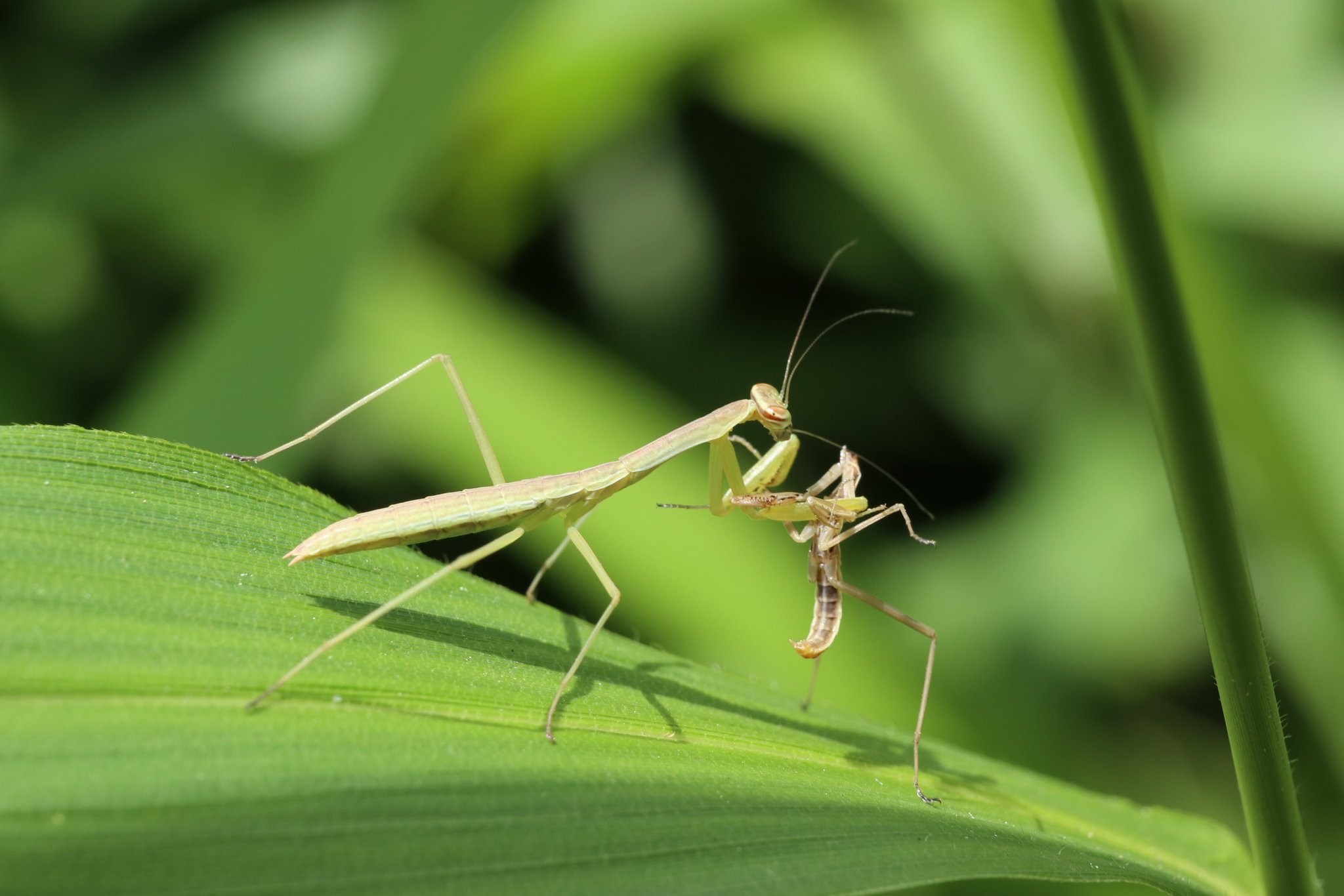Twitter 上的 Axanthic カマキリの幼虫の共食い 奥の個体はまだピクピクしていました 状況を見るに向かい合った状態で頭から囓られたと思われ T Co Zueytw4fnj Twitter