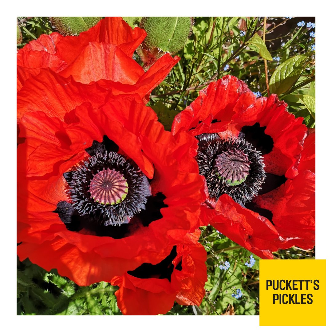 PuckettsPickles's tweet photo. Wow, what a spectacular display from these poppies, gently swaying in the morning breeze......
#morningsunshine #Britishcountryside #poppy #inspiration #inseason #beautiful #nature #howpretty #birdsong #naturalgoodness #stressrelief #honestfood #deliciouslyBritish https://t.co/qQWLuRwusX
