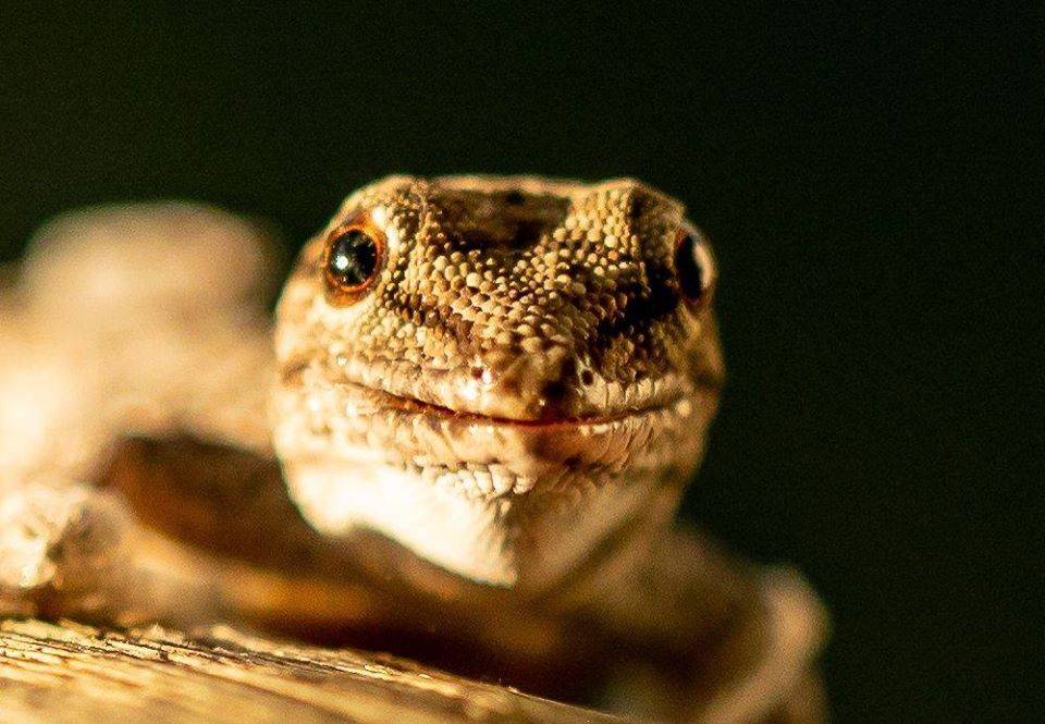WeAreWilderness's tweet photo. This series of photographs is of a Chobe Dwarf Gecko (Lygodactylus chobiensis) shedding its skin and then finally eating it. https://t.co/lg26L0IUW9
#WeAreWilderness #WildernessUnited #PowerOfSmallThings #VumburaPlains #IDreamOfAfrica https://t.co/zOkwhja5s4