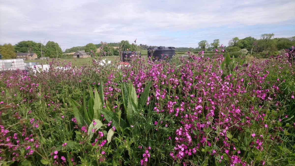 Virtual Farm Walk from Loddington over last week, we'll start at the 'no visitors centre' walk serenely to the nicely 'flower disguised' biobed...visit some flowering woodland habitat. Struggling crops, more habitat & better crops to finish . 1/4