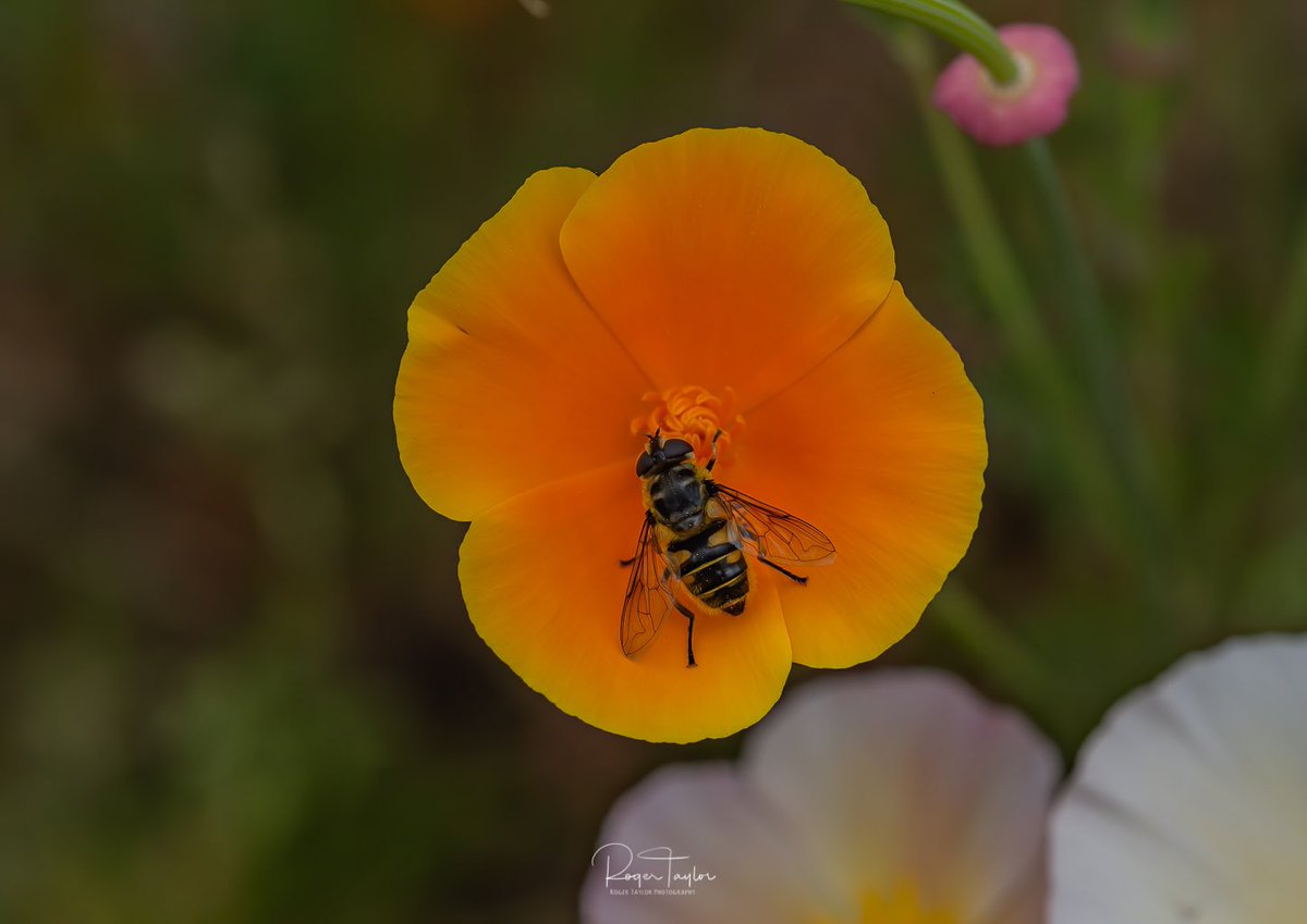 rogertaylorphot's tweet image. Uk wildlife is so diverse and none more so than the invertebrates, this is a Hoverfly called Myathropa florea (I think) on a California poppy. 
#invertibrates #buglife #hoverfly