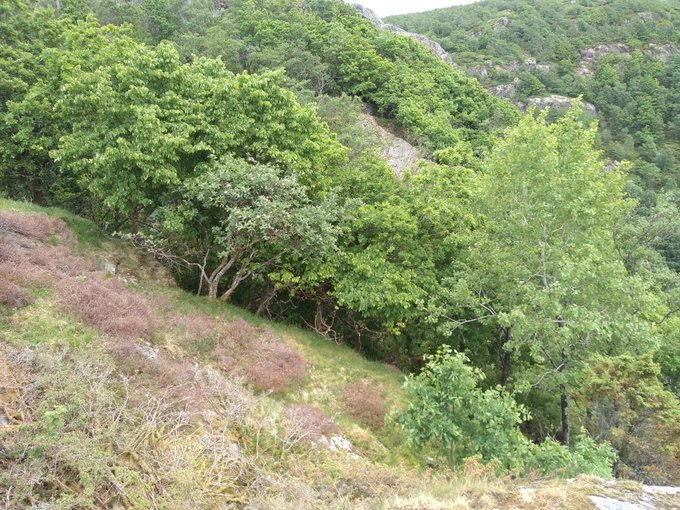 Day 2. A trip to the SW coast, with a climate very similar to the Hebrides. Massive  #woodland regeneration in an area that was treeless grazing heath 60 years ago. This little patch has aspen, hazel, whitebeam, oak, juniper, birch, rowan, lime, willow.