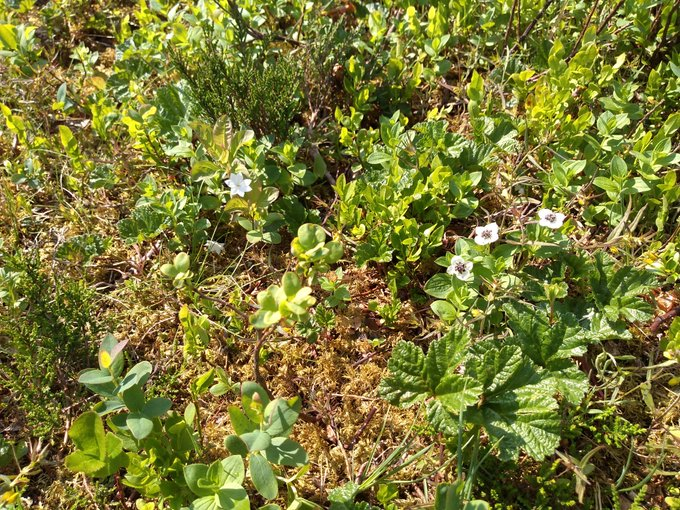 Day 3. Learning lots about self-willed woodland recovery, which is every bit as dramatic for the herb layer as for the trees. The heathy understory in Fidjadalen, has dwarf cornel, chickweed wintergreen, bog bilberry & cloudberry, all ultra-rare back home.  #wildflowers