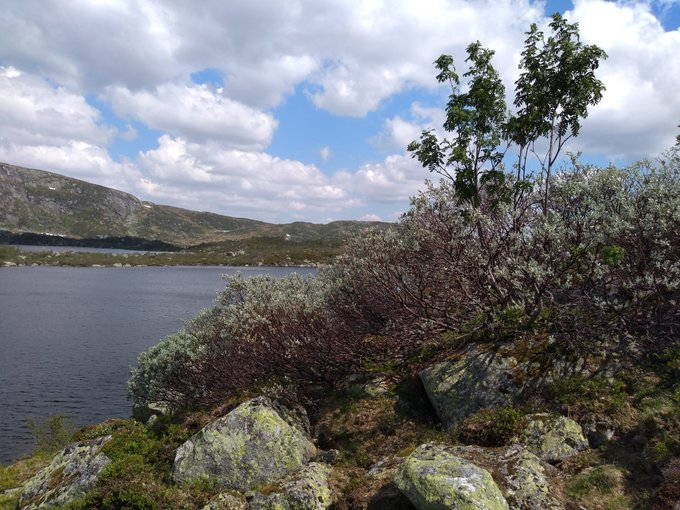 Day 4. Up to the willow zone to see some proper Montane scrub, a habitat that has almost completely gone from the UK hills. Amazing to hear willow warbler, cuckoo & reed bunting so high up, alongside willow grouse, breeding fieldfare & redwing, & bluethroat (!)