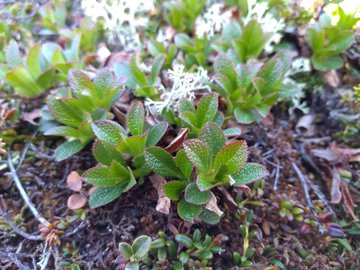 Day 5. In extensive montane heaths above the treeline, with bearberry, trailing azaelea, dwarf birch, dwarf willow, blue heath, bog bilberry, juniper. Can we reconstite this community from the sacttered fragments we have left to restore our mountain tops?