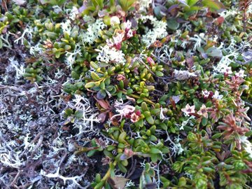 Day 5. In extensive montane heaths above the treeline, with bearberry, trailing azaelea, dwarf birch, dwarf willow, blue heath, bog bilberry, juniper. Can we reconstite this community from the sacttered fragments we have left to restore our mountain tops?